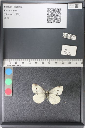 Media type: image;   Entomology 126801